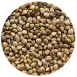 Konopie ziarno - obrazek 2